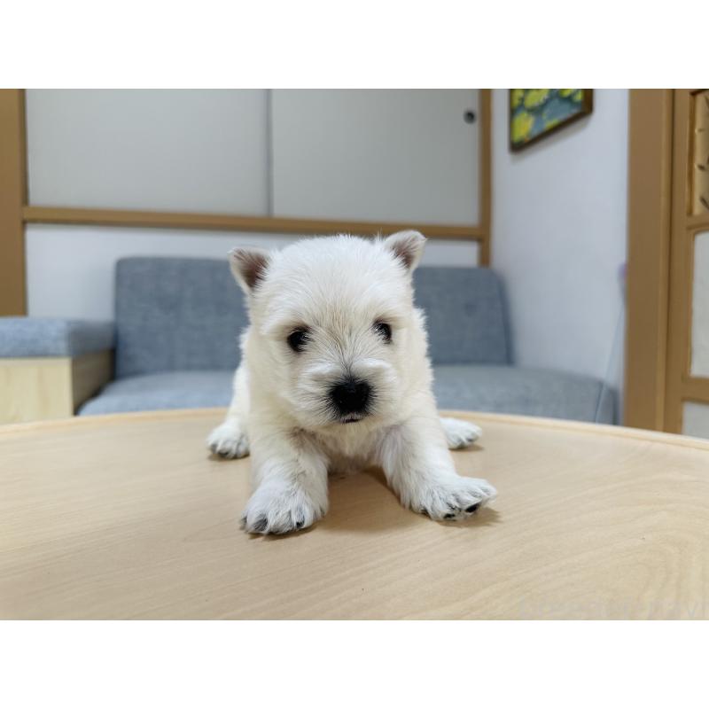 販売中の千葉県のウエストハイランドホワイトテリア(ウエスティ)-452069の6枚目