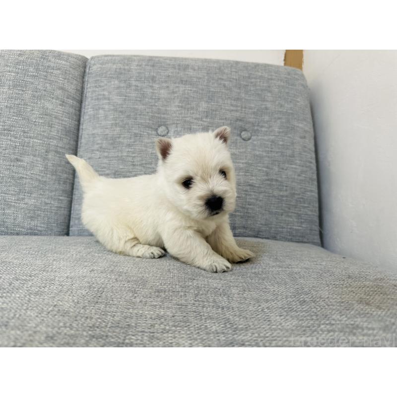 販売中の千葉県のウエストハイランドホワイトテリア(ウエスティ)-452069の5枚目