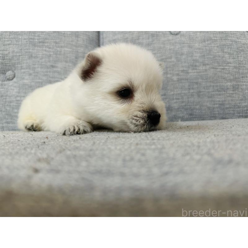 販売中の千葉県のウエストハイランドホワイトテリア(ウエスティ)-452069の4枚目