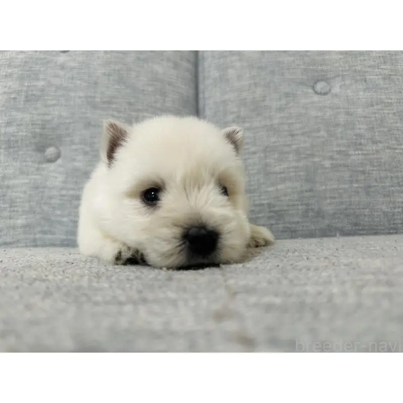 販売中の千葉県のウエストハイランドホワイトテリア(ウエスティ)-452069の3枚目