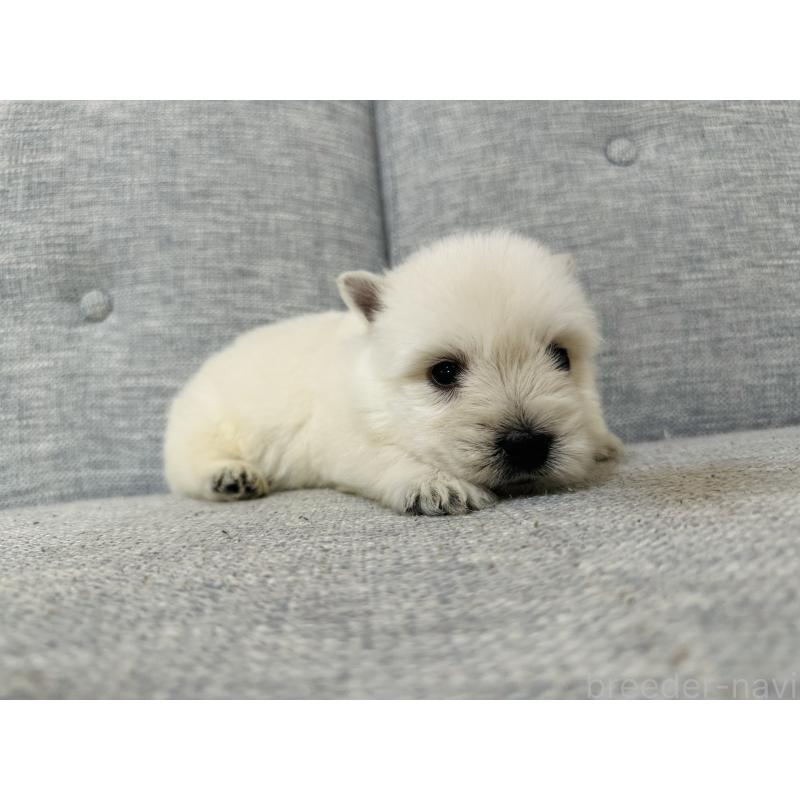 販売中の千葉県のウエストハイランドホワイトテリア(ウエスティ)-452069の2枚目