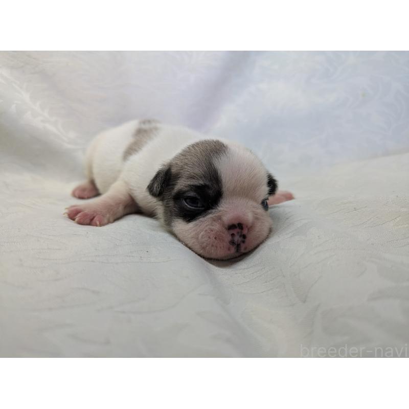 販売中の愛知県のフレンチブルドッグ-452067の8枚目