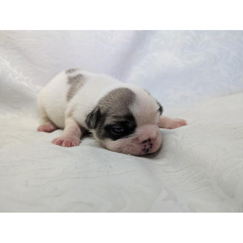 販売中の愛知県のフレンチブルドッグ-452067の7枚目