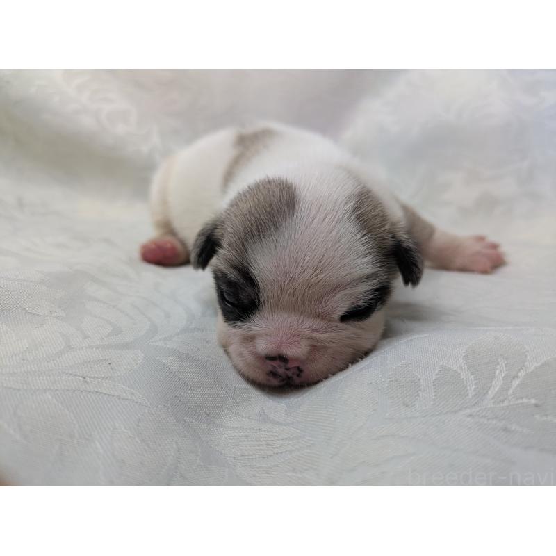 販売中の愛知県のフレンチブルドッグ-452067の6枚目