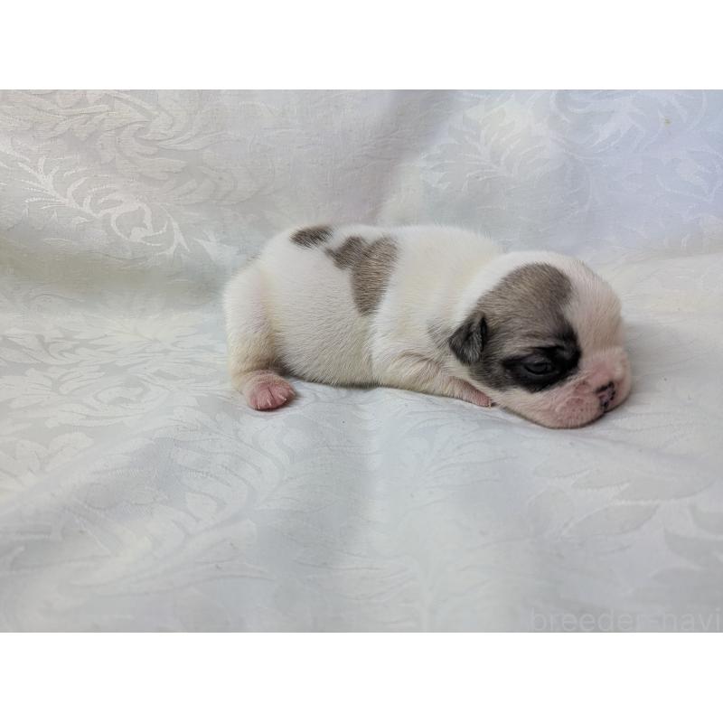 販売中の愛知県のフレンチブルドッグ-452067の5枚目