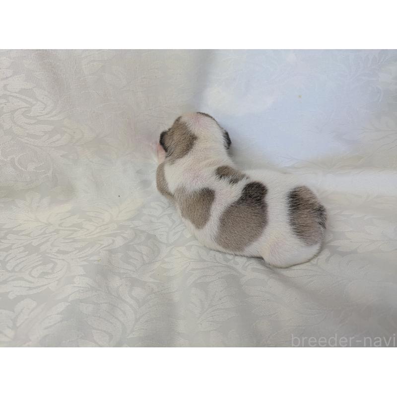 販売中の愛知県のフレンチブルドッグ-452067の4枚目