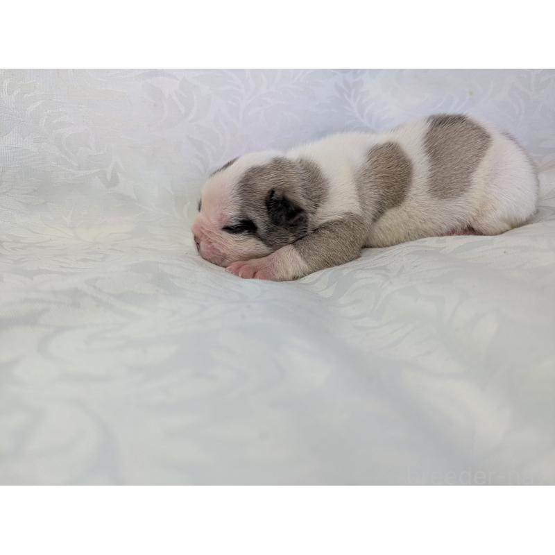 販売中の愛知県のフレンチブルドッグ-452067の3枚目