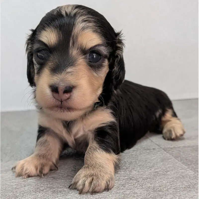 販売中の宮崎県のカニンヘンダックスフンド(ロングヘアード)-452066