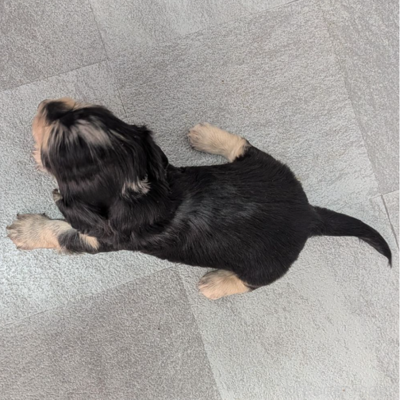 販売中の宮崎県のカニンヘンダックスフンド(ロングヘアード)-452066の5枚目