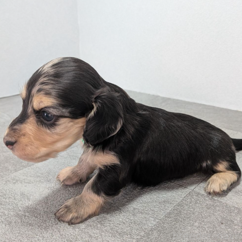販売中の宮崎県のカニンヘンダックスフンド(ロングヘアード)-452066の4枚目