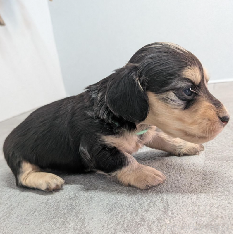 販売中の宮崎県のカニンヘンダックスフンド(ロングヘアード)-452066の3枚目