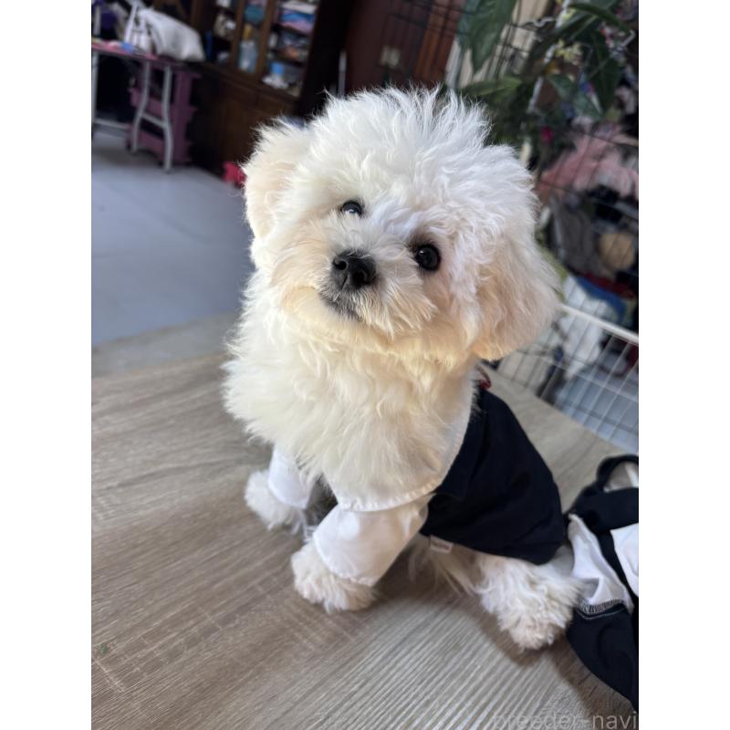 販売中の三重県のビションフリーゼ-440202の2枚目