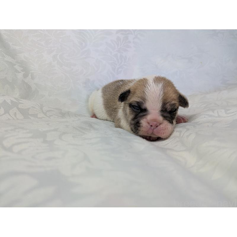 販売中の愛知県のフレンチブルドッグ-452070の9枚目