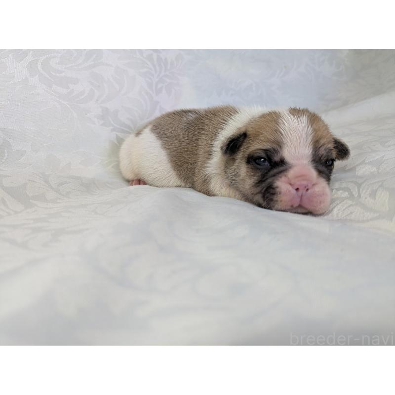 販売中の愛知県のフレンチブルドッグ-452070の8枚目