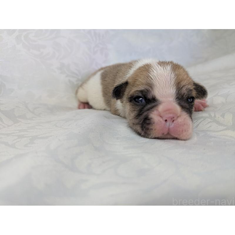 販売中の愛知県のフレンチブルドッグ-452070の7枚目