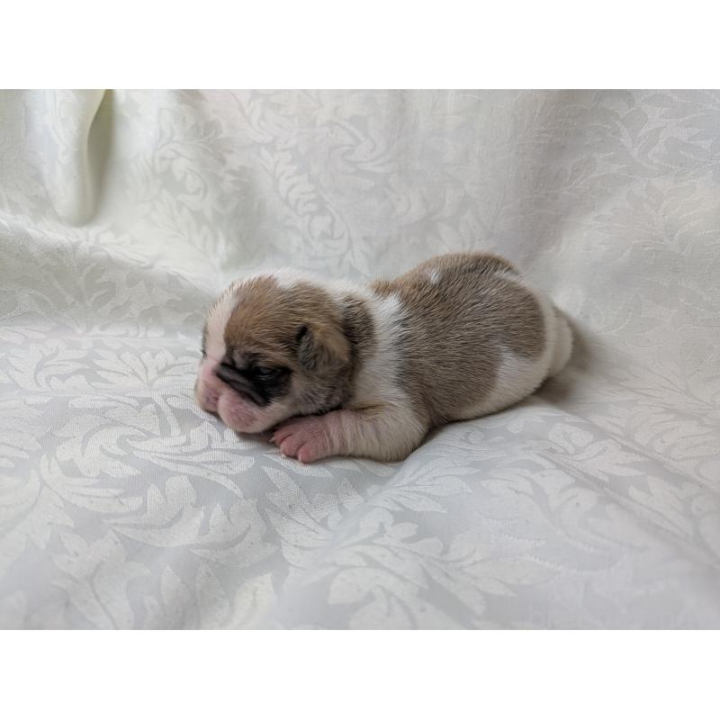 販売中の愛知県のフレンチブルドッグ-452070の6枚目