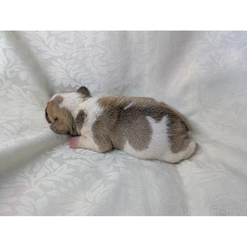 販売中の愛知県のフレンチブルドッグ-452070の5枚目