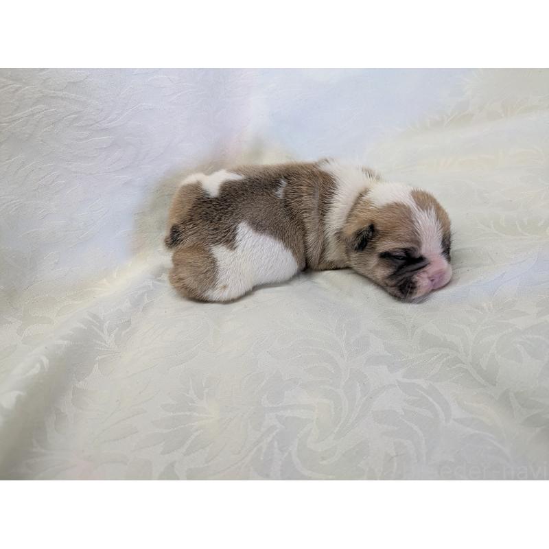 販売中の愛知県のフレンチブルドッグ-452070の4枚目