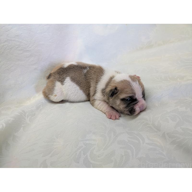 販売中の愛知県のフレンチブルドッグ-452070の3枚目