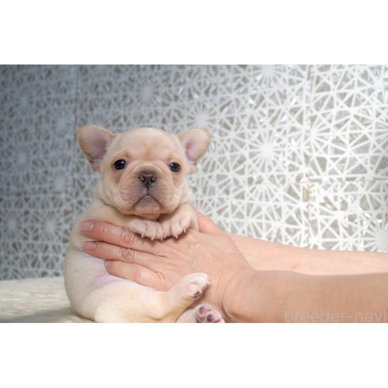 販売中の東京都のフレンチブルドッグ-452072の9枚目