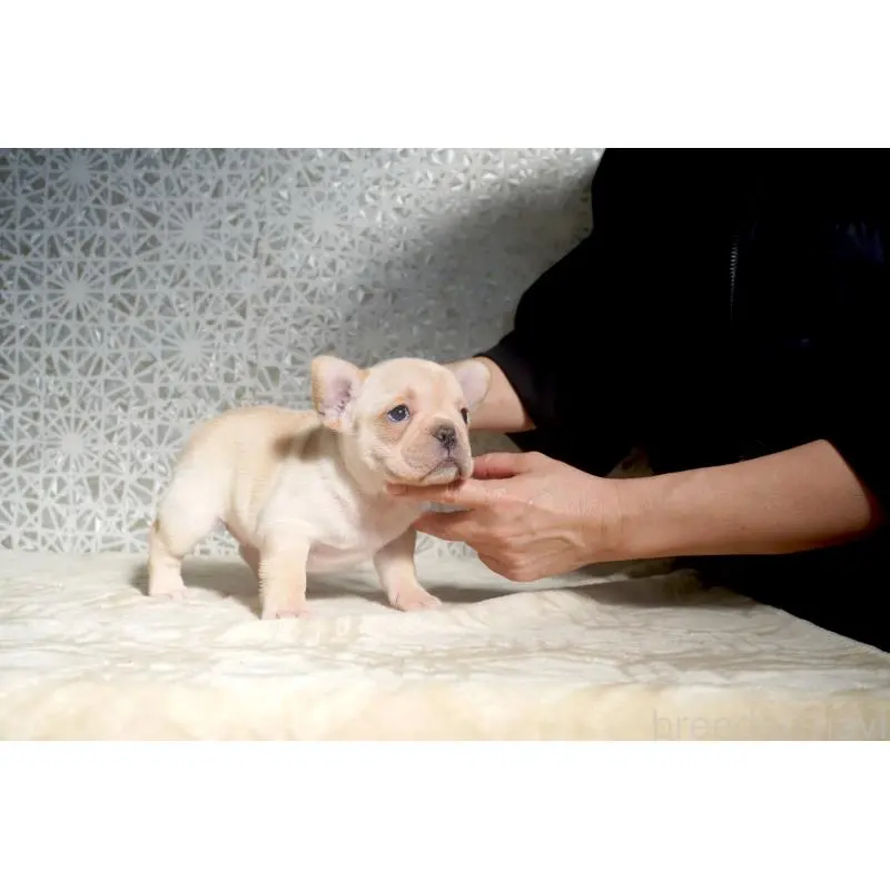 販売中の東京都のフレンチブルドッグ-452072の5枚目