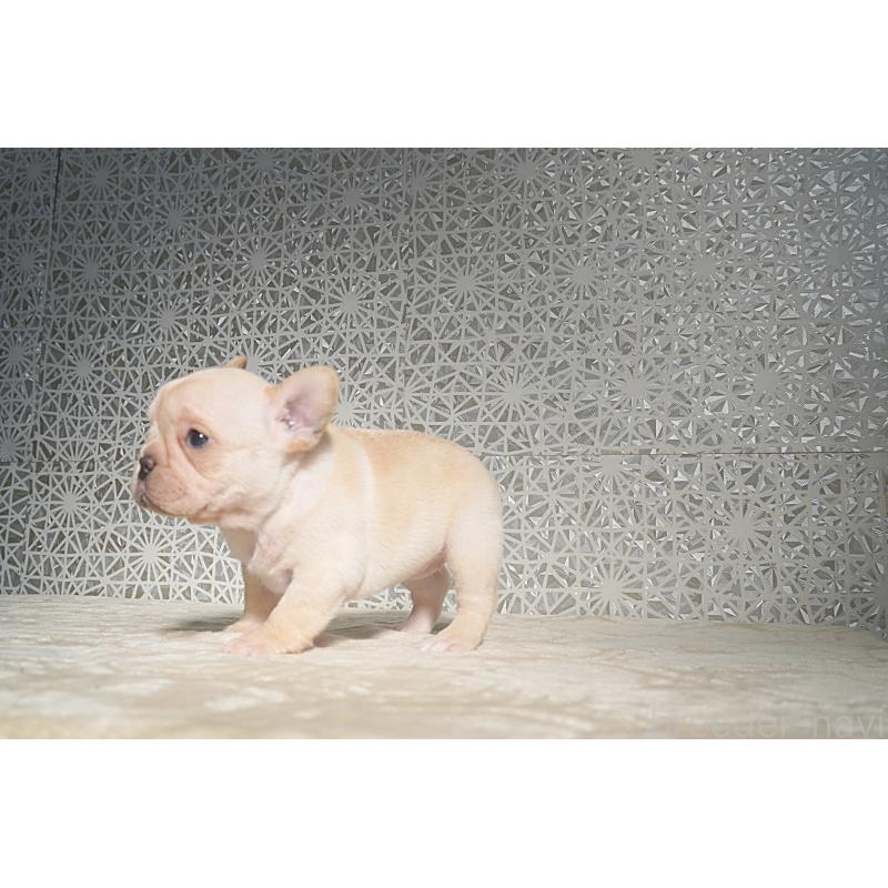 販売中の東京都のフレンチブルドッグ-452072の2枚目