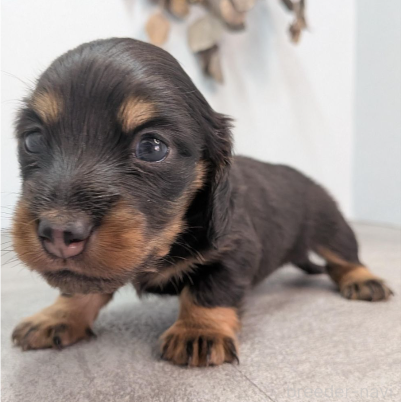 販売中の宮崎県のカニンヘンダックスフンド(ロングヘアード)-452071の5枚目