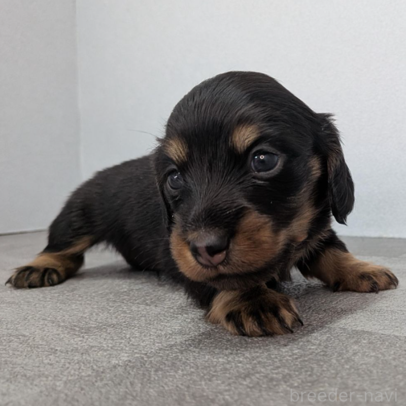 販売中の宮崎県のカニンヘンダックスフンド(ロングヘアード)-452071の4枚目