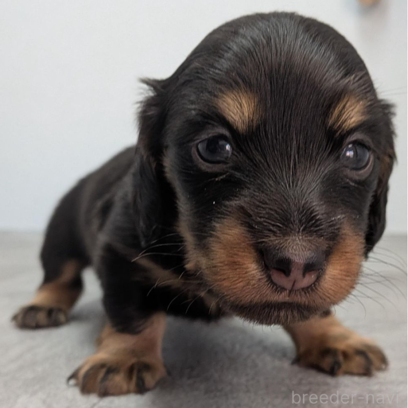 販売中の宮崎県のカニンヘンダックスフンド(ロングヘアード)-452071の3枚目