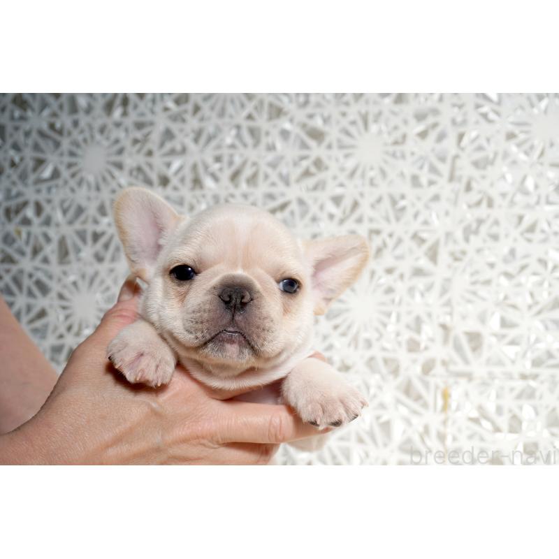 販売中の東京都のフレンチブルドッグ-452078の8枚目