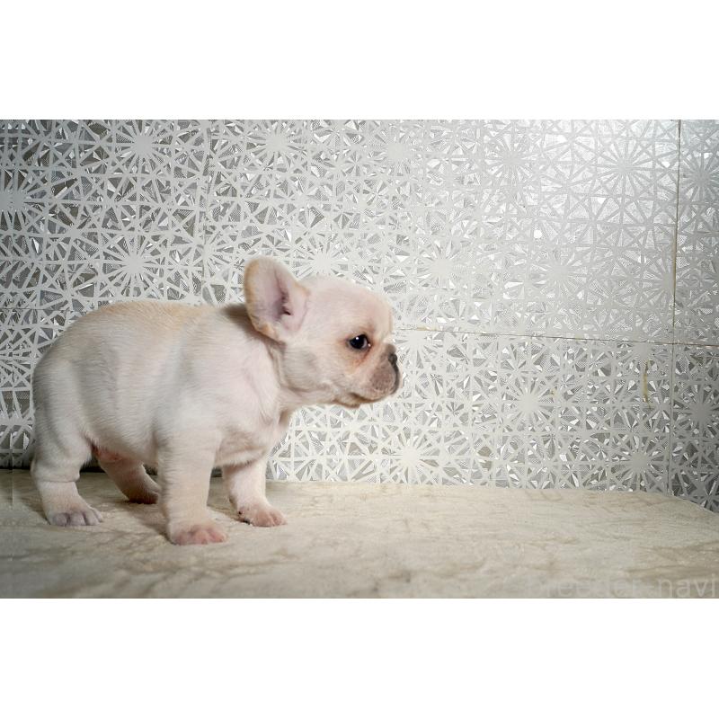 販売中の東京都のフレンチブルドッグ-452078の6枚目