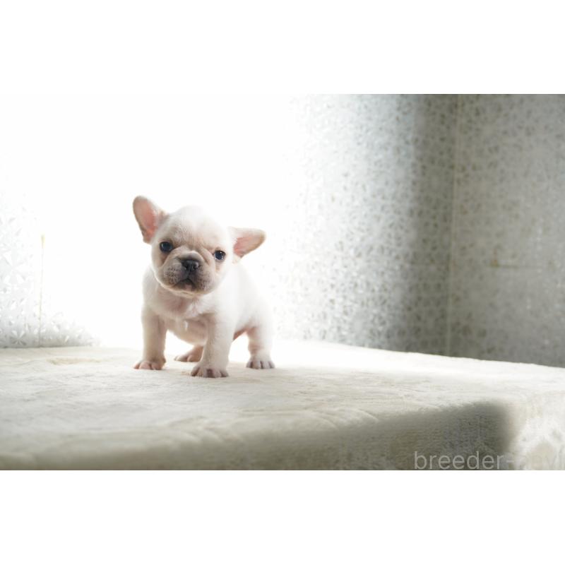 販売中の東京都のフレンチブルドッグ-452078の5枚目