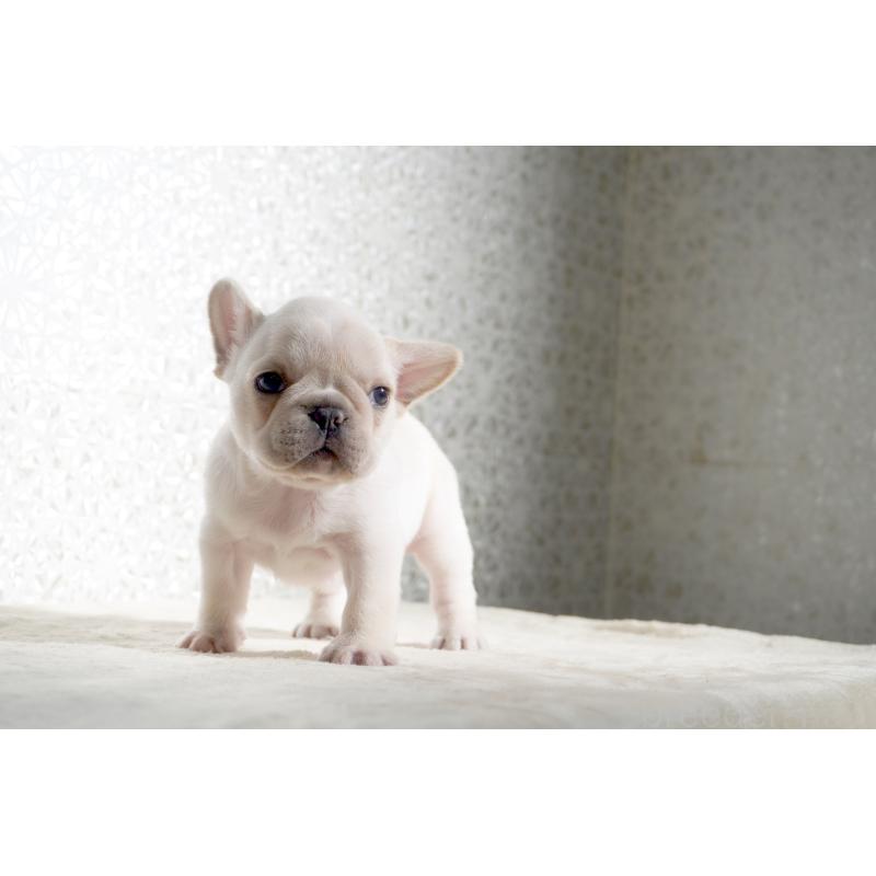 販売中の東京都のフレンチブルドッグ-452078の4枚目