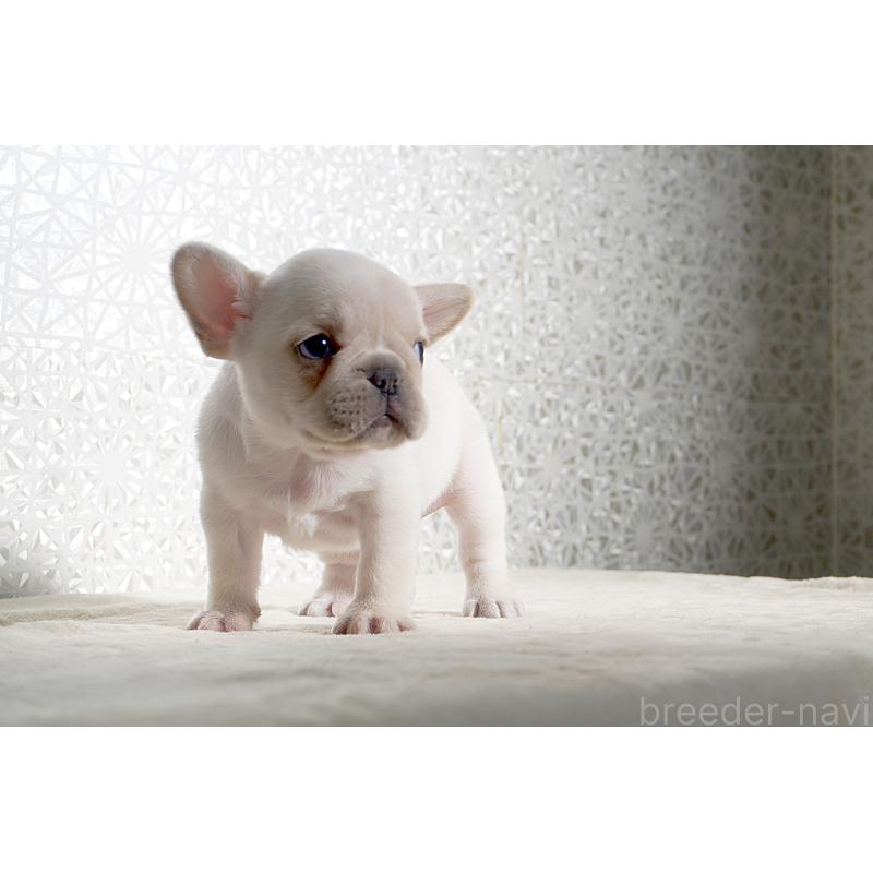 販売中の東京都のフレンチブルドッグ-452078の3枚目