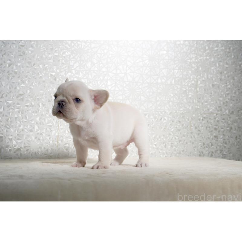 販売中の東京都のフレンチブルドッグ-452078の2枚目