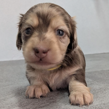 ♀︎カニンヘンダックスフンド(ロングヘアード)