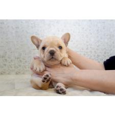 ♀︎フレンチブルドッグ