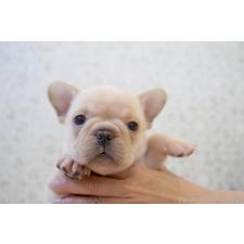 ♀︎フレンチブルドッグ