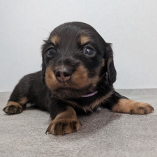 ♀︎カニンヘンダックスフンド(ロングヘアード)