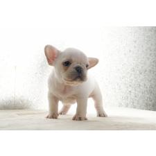 ♀︎フレンチブルドッグ