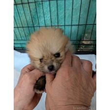 ♀︎ポメラニアン