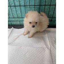 ♀︎ポメラニアン