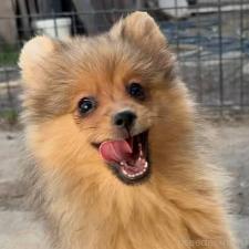 ♀︎ポメラニアン
