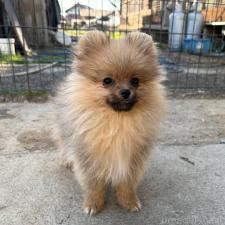 ♀︎ポメラニアン