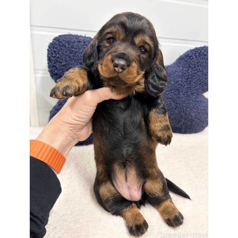 販売中の千葉県のスタンダードダックスフンド-452079の4枚目