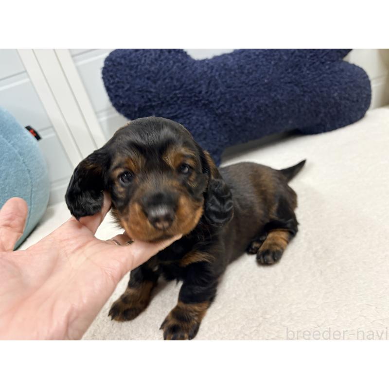 販売中の千葉県のスタンダードダックスフンド-452079の3枚目