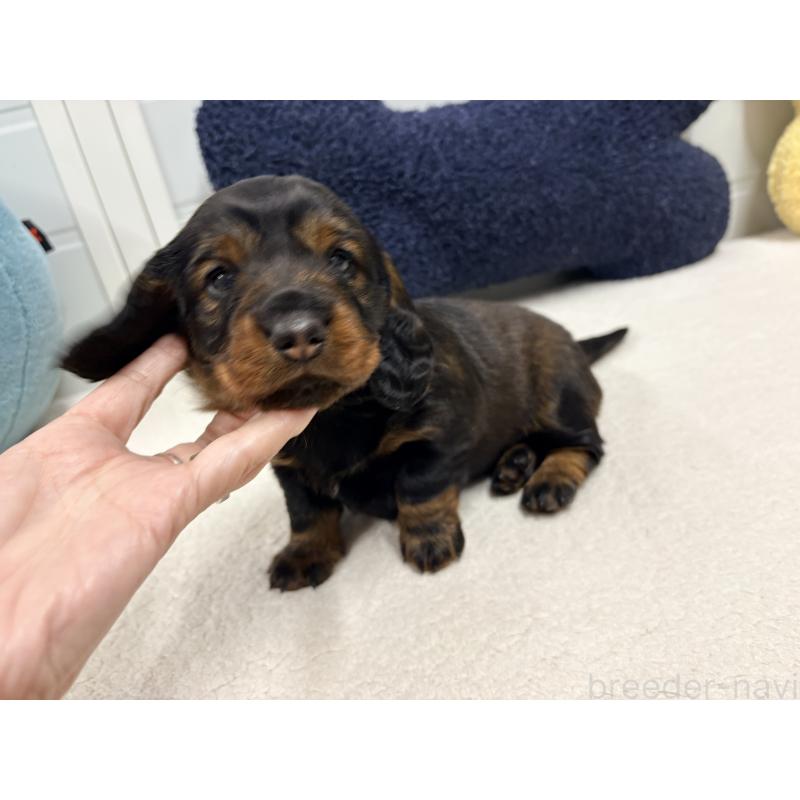 販売中の千葉県のスタンダードダックスフンド-452079の2枚目