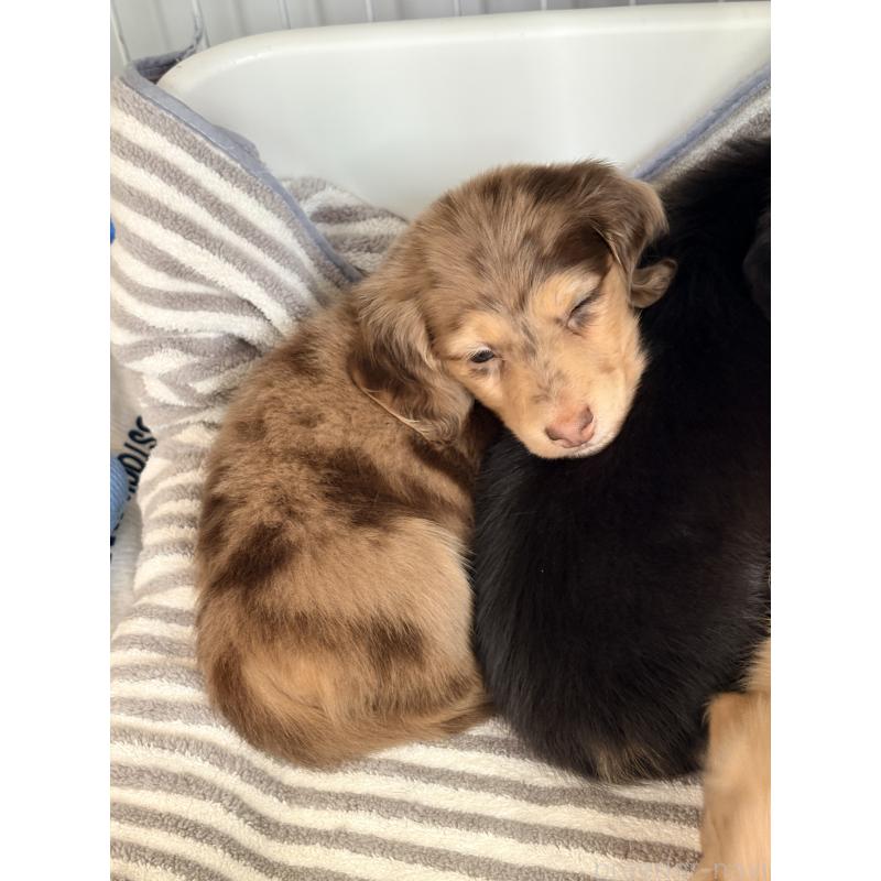 販売中の千葉県のミニチュアダックスフンド(ロングヘアード)-446512の12枚目