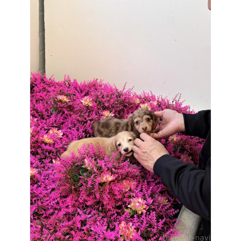 販売中の千葉県のミニチュアダックスフンド(ロングヘアード)-446512の11枚目