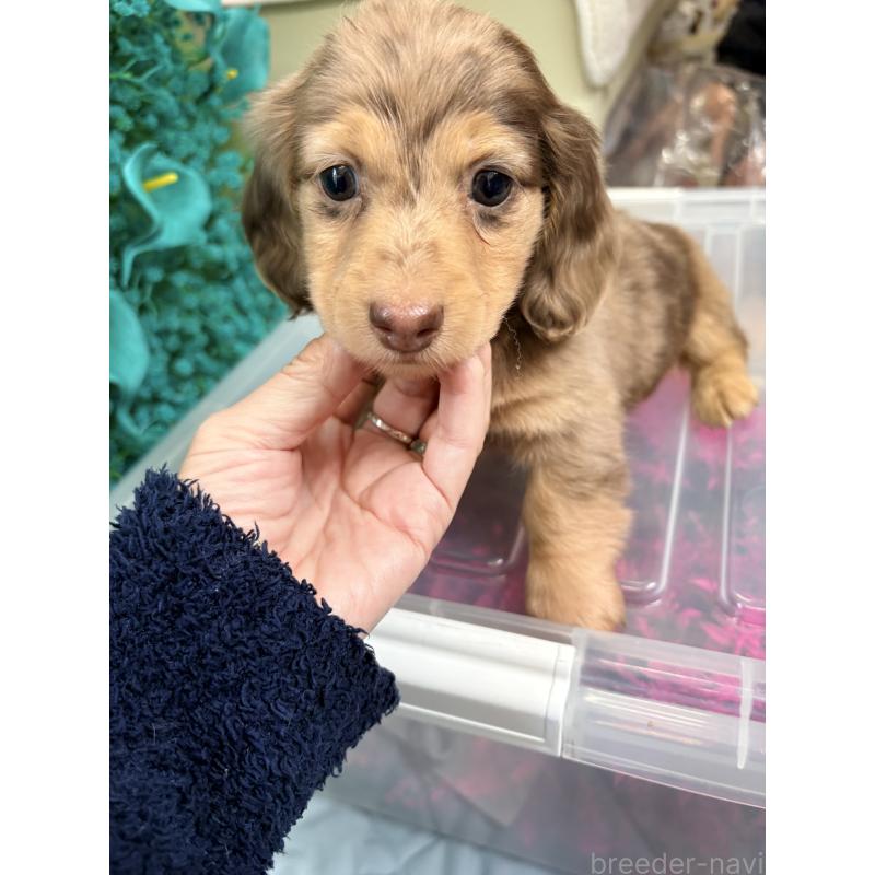 販売中の千葉県のミニチュアダックスフンド(ロングヘアード)-446512の10枚目